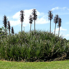 Clump with dead seed-heads, in sheep-grazed paddock, near Fordell, Whanganui.<br>Photographer: Colin C. Ogle, Date taken: 04/03/2018, Licence: <a target='_blank' href='https://creativecommons.org/licenses/by-nc/4.0'>CC BY-NC</a>. <a class='member-message' href='/nzpcn/why-join-nzpcn/' target='_blank'>Members can view a larger version of this image.</a>
