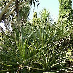 Fruiting clump in large garden, near Fordell, Whanganui.<br>Photographer: Colin C. Ogle, Date taken: 04/03/2018, Licence: <a target='_blank' href='https://creativecommons.org/licenses/by-nc/4.0'>CC BY-NC</a>. <a class='member-message' href='/nzpcn/why-join-nzpcn/' target='_blank'>Members can view a larger version of this image.</a>