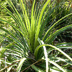 One rosette of a large plant, in garden near Fordell, Whanganui.<br>Photographer: Colin C. Ogle, Date taken: 04/03/2018, Licence: <a target='_blank' href='https://creativecommons.org/licenses/by-nc/4.0'>CC BY-NC</a>. <a class='member-message' href='/nzpcn/why-join-nzpcn/' target='_blank'>Members can view a larger version of this image.</a>