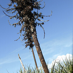 Dead fruiting head on large clump in pasture; near Fordell, Whanganui.<br>Photographer: Colin C. Ogle, Date taken: 04/03/2018, Licence: <a target='_blank' href='https://creativecommons.org/licenses/by-nc/4.0'>CC BY-NC</a>. <a class='member-message' href='/nzpcn/why-join-nzpcn/' target='_blank'>Members can view a larger version of this image.</a>