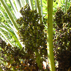 Planted palm with petiolar spines and fruit, in garden near Fordell, Whanganui.<br>Photographer: Colin C. Ogle, Date taken: 04/03/2018, Licence: <a target='_blank' href='https://creativecommons.org/licenses/by-nc/4.0'>CC BY-NC</a>. <a class='member-message' href='/nzpcn/why-join-nzpcn/' target='_blank'>Members can view a larger version of this image.</a>