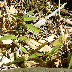 Seedlings among stones in garden, near planted fruiting vine; near Fordell, Whanganui.<br>Photographer: Colin C. Ogle, Date taken: 04/03/2018, Licence: <a target='_blank' href='https://creativecommons.org/licenses/by-nc/4.0'>CC BY-NC</a>. <a class='member-message' href='/nzpcn/why-join-nzpcn/' target='_blank'>Members can view a larger version of this image.</a>
