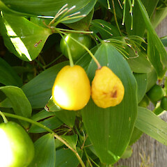 Ripe fruit on slender vine, planted by garden fence; near Fordell, Whanganui.<br>Photographer: Colin C. Ogle, Date taken: 04/03/2018, Licence: <a target='_blank' href='https://creativecommons.org/licenses/by-nc/4.0'>CC BY-NC</a>. <a class='member-message' href='/nzpcn/why-join-nzpcn/' target='_blank'>Members can view a larger version of this image.</a>