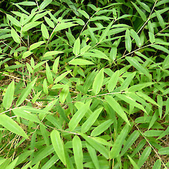 Dense patch of seedlings after parent flowered & died; garden near Whanganui.<br>Photographer: Colin C. Ogle, Date taken: 04/03/2018, Licence: <a target='_blank' href='https://creativecommons.org/licenses/by-nc/4.0'>CC BY-NC</a>. <a class='member-message' href='/nzpcn/why-join-nzpcn/' target='_blank'>Members can view a larger version of this image.</a>