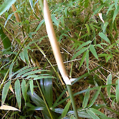 Self-established seedling; young culm with bract; garden near Fordell, Whanganui.<br>Photographer: Colin C. Ogle, Date taken: 07/02/2019, Licence: <a target='_blank' href='https://creativecommons.org/licenses/by-nc/4.0'>CC BY-NC</a>.
