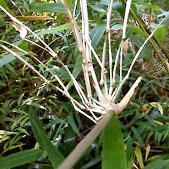 Branching at culm node; self-established seedling, garden near Fordell, Whanganui.<br>Photographer: Colin C. Ogle, Date taken: 07/02/2019, Licence: <a target='_blank' href='https://creativecommons.org/licenses/by-nc/4.0'>CC BY-NC</a>.