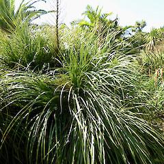 Planted specimen with old flower-seed stalk.<br>Photographer: Colin C. Ogle, Date taken: 04/03/2018, Licence: <a target='_blank' href='https://creativecommons.org/licenses/by-nc/4.0'>CC BY-NC</a>. <a class='member-message' href='/nzpcn/why-join-nzpcn/' target='_blank'>Members can view a larger version of this image.</a>