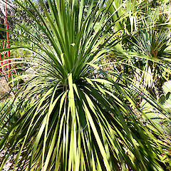 Foliage covering swollen stem base; planted near Fordell, Whanganui.<br>Photographer: Colin C. Ogle, Date taken: 04/03/2018, Licence: <a target='_blank' href='https://creativecommons.org/licenses/by-nc/4.0'>CC BY-NC</a>. <a class='member-message' href='/nzpcn/why-join-nzpcn/' target='_blank'>Members can view a larger version of this image.</a>
