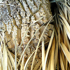 Swollen stem base with corky bark; planted near Fordell, Whanganui.<br>Photographer: Colin C. Ogle, Date taken: 04/03/2018, Licence: <a target='_blank' href='https://creativecommons.org/licenses/by-nc/4.0'>CC BY-NC</a>. <a class='member-message' href='/nzpcn/why-join-nzpcn/' target='_blank'>Members can view a larger version of this image.</a>