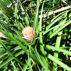 Garden plant flowering near Fordell, Whanganui.<br>Photographer: Colin C. Ogle, Date taken: 04/03/2018, Licence: <a target='_blank' href='https://creativecommons.org/licenses/by-nc/4.0'>CC BY-NC</a>. <a class='member-message' href='/nzpcn/why-join-nzpcn/' target='_blank'>Members can view a larger version of this image.</a>