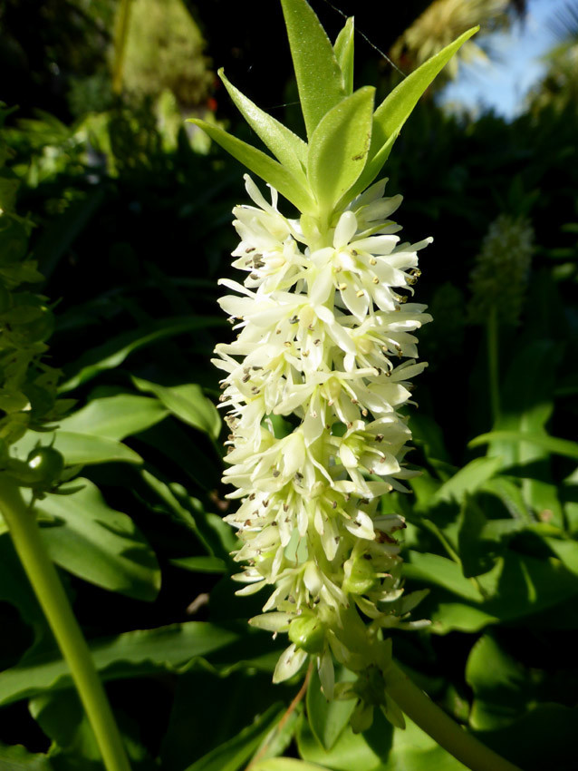 Eucomis zambesiaca  New Zealand Plant Conservation Network