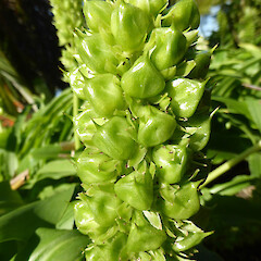 Fruiting stem; garden near Fordell, Whanganui.<br>Photographer: Colin C. Ogle, Date taken: 04/03/2018, Licence: <a target='_blank' href='https://creativecommons.org/licenses/by-nc/4.0'>CC BY-NC</a>. <a class='member-message' href='/nzpcn/why-join-nzpcn/' target='_blank'>Members can view a larger version of this image.</a>