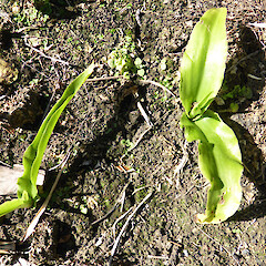 Self-established seedlings in garden near Fordell, Whanganui.<br>Photographer: Colin C. Ogle, Date taken: 04/03/2018, Licence: <a target='_blank' href='https://creativecommons.org/licenses/by-nc/4.0'>CC BY-NC</a>. <a class='member-message' href='/nzpcn/why-join-nzpcn/' target='_blank'>Members can view a larger version of this image.</a>