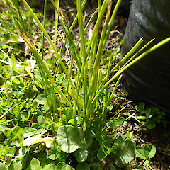 In lawn, Bastia Hill, Whanganui - grass-like leaves.<br>Photographer: Colin C. Ogle, Date taken: 30/09/2015, Licence: <a target='_blank' href='https://creativecommons.org/licenses/by-nc/4.0'>CC BY-NC</a>. <a class='member-message' href='/nzpcn/why-join-nzpcn/' target='_blank'>Members can view a larger version of this image.</a>