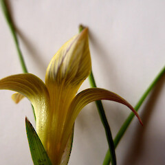 In lawn, Bastia Hill, Whanganui - veined undersides of corolla lobes.<br>Photographer: Colin C. Ogle, Date taken: 30/09/2015, Licence: <a target='_blank' href='https://creativecommons.org/licenses/by-nc/4.0'>CC BY-NC</a>. <a class='member-message' href='/nzpcn/why-join-nzpcn/' target='_blank'>Members can view a larger version of this image.</a>