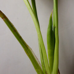 In lawn, Bastia Hill, Whanganui; flower bud and leaf bases.<br>Photographer: Colin C. Ogle, Date taken: 30/09/2015, Licence: <a target='_blank' href='https://creativecommons.org/licenses/by-nc/4.0'>CC BY-NC</a>. <a class='member-message' href='/nzpcn/why-join-nzpcn/' target='_blank'>Members can view a larger version of this image.</a>