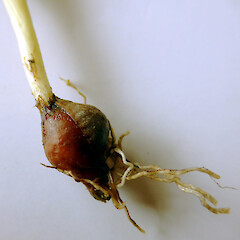 In lawn, Bastia Hill, Whanganui; corm and roots.<br>Photographer: Colin C. Ogle, Date taken: 30/09/2015, Licence: <a target='_blank' href='https://creativecommons.org/licenses/by-nc/4.0'>CC BY-NC</a>. <a class='member-message' href='/nzpcn/why-join-nzpcn/' target='_blank'>Members can view a larger version of this image.</a>