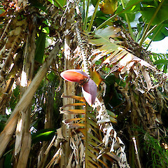 Cultivated plant with inflorescence; garden near Fordell, Whanganui.<br>Photographer: Colin C. Ogle, Date taken: 29/05/2018, Licence: <a target='_blank' href='https://creativecommons.org/licenses/by-nc/4.0'>CC BY-NC</a>. <a class='member-message' href='/nzpcn/why-join-nzpcn/' target='_blank'>Members can view a larger version of this image.</a>