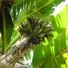 Cultivated; inflorescence with unripe fruit, gardens near Fordell, Whanganui.<br>Photographer: Colin C. Ogle, Date taken: 29/05/2018, Licence: <a target='_blank' href='https://creativecommons.org/licenses/by-nc/4.0'>CC BY-NC</a>. <a class='member-message' href='/nzpcn/why-join-nzpcn/' target='_blank'>Members can view a larger version of this image.</a>