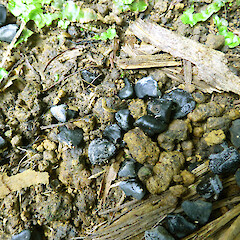 Seed fallen from cultivated plant; gardens near Fordell, Whanganui.<br>Photographer: Colin C. Ogle, Date taken: 28/05/2018, Licence: <a target='_blank' href='https://creativecommons.org/licenses/by-nc/4.0'>CC BY-NC</a>. <a class='member-message' href='/nzpcn/why-join-nzpcn/' target='_blank'>Members can view a larger version of this image.</a>