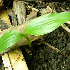 Self-established seedling; gardens near Fordell, Whanganui.<br>Photographer: Colin C. Ogle, Date taken: 29/05/2018, Licence: <a target='_blank' href='https://creativecommons.org/licenses/by-nc/4.0'>CC BY-NC</a>. <a class='member-message' href='/nzpcn/why-join-nzpcn/' target='_blank'>Members can view a larger version of this image.</a>