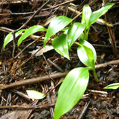 Self-established seedlings; gardens near Fordell, Whanganui.<br>Photographer: Colin C. Ogle, Date taken: 29/05/2018, Licence: <a target='_blank' href='https://creativecommons.org/licenses/by-nc/4.0'>CC BY-NC</a>. <a class='member-message' href='/nzpcn/why-join-nzpcn/' target='_blank'>Members can view a larger version of this image.</a>