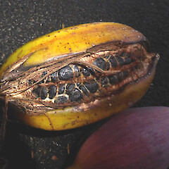 Ripe fruit; gardens near Fordell, Whanganui.<br>Photographer: Colin C. Ogle, Date taken: 29/05/2018, Licence: <a target='_blank' href='https://creativecommons.org/licenses/by-nc/4.0'>CC BY-NC</a>. <a class='member-message' href='/nzpcn/why-join-nzpcn/' target='_blank'>Members can view a larger version of this image.</a>