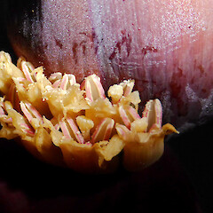 Flowers enclosed by bracts; Fordell, near Whanganui.<br>Photographer: Colin C. Ogle, Date taken: 29/05/2018, Licence: <a target='_blank' href='https://creativecommons.org/licenses/by-nc/4.0'>CC BY-NC</a>. <a class='member-message' href='/nzpcn/why-join-nzpcn/' target='_blank'>Members can view a larger version of this image.</a>