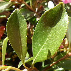 Cultivated; leaves with crenate margins, leaf tips semi-acute; Taupo Quay, Whanganui.<br>Photographer: Colin C. Ogle, Date taken: 22/09/2018, Licence: <a target='_blank' href='https://creativecommons.org/licenses/by-nc/4.0'>CC BY-NC</a>. <a class='member-message' href='/nzpcn/why-join-nzpcn/' target='_blank'>Members can view a larger version of this image.</a>