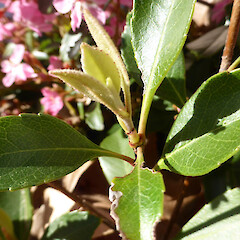 Cultivated; emerging and mature leaves ; Taupo Quay, Whanganui.<br>Photographer: Colin C. Ogle, Date taken: 22/09/2018, Licence: <a target='_blank' href='https://creativecommons.org/licenses/by-nc/4.0'>CC BY-NC</a>. <a class='member-message' href='/nzpcn/why-join-nzpcn/' target='_blank'>Members can view a larger version of this image.</a>