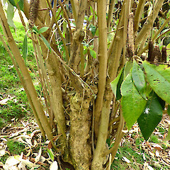 Leucosceptrum canum