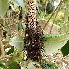 Planted in sheep pasture near Fordell, Whanganui; immature fruiting head.<br>Photographer: Colin C. Ogle, Date taken: 28/10/2018, Licence: <a target='_blank' href='https://creativecommons.org/licenses/by-nc/4.0'>CC BY-NC</a>. <a class='member-message' href='/nzpcn/why-join-nzpcn/' target='_blank'>Members can view a larger version of this image.</a>