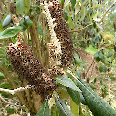 Planted in sheep pasture near Fordell, Whanganui; immature fruiting heads.<br>Photographer: Colin C. Ogle, Date taken: 28/10/2018, Licence: <a target='_blank' href='https://creativecommons.org/licenses/by-nc/4.0'>CC BY-NC</a>. <a class='member-message' href='/nzpcn/why-join-nzpcn/' target='_blank'>Members can view a larger version of this image.</a>