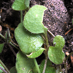 Self-established in garden, Durie Hill, Whanganui.<br>Photographer: Colin C. Ogle, Date taken: 01/01/2017, Licence: <a target='_blank' href='https://creativecommons.org/licenses/by-nc/4.0'>CC BY-NC</a>. <a class='member-message' href='/nzpcn/why-join-nzpcn/' target='_blank'>Members can view a larger version of this image.</a>