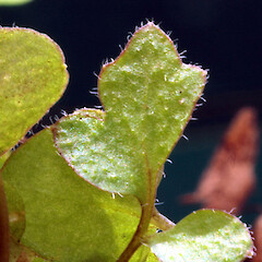 Self-established in garden, Durie Hill, Whanganui.<br>Photographer: Colin C. Ogle, Date taken: 01/01/2017, Licence: <a target='_blank' href='https://creativecommons.org/licenses/by-nc/4.0'>CC BY-NC</a>. <a class='member-message' href='/nzpcn/why-join-nzpcn/' target='_blank'>Members can view a larger version of this image.</a>