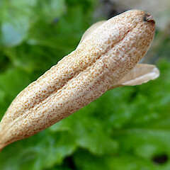 Ripe dehiscing capsule, Garden plant, Virginia Heights, Whanganui.<br>Photographer: Colin C. Ogle, Date taken: 16/12/2018, Licence: <a target='_blank' href='https://creativecommons.org/licenses/by-nc/4.0'>CC BY-NC</a>. <a class='member-message' href='/nzpcn/why-join-nzpcn/' target='_blank'>Members can view a larger version of this image.</a>