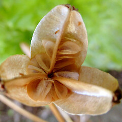 View into ripe dehiscing capsule with winged seeds, garden plant, Virginia Heights, Whanganui.<br>Photographer: Colin C. Ogle, Date taken: 16/12/2018, Licence: <a target='_blank' href='https://creativecommons.org/licenses/by-nc/4.0'>CC BY-NC</a>. <a class='member-message' href='/nzpcn/why-join-nzpcn/' target='_blank'>Members can view a larger version of this image.</a>