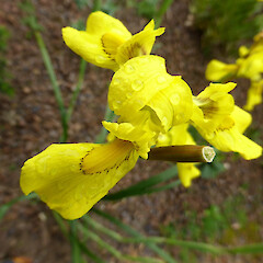 Flowers and a green capsule; garden plant; Virginia Heights, Whanganui.<br>Photographer: Colin C. Ogle, Date taken: 29/10/2017, Licence: <a target='_blank' href='https://creativecommons.org/licenses/by-nc/4.0'>CC BY-NC</a>. <a class='member-message' href='/nzpcn/why-join-nzpcn/' target='_blank'>Members can view a larger version of this image.</a>