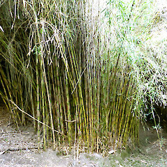Chusquea gigantea
