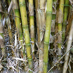 Base of culms + stem bracts; large clump in garden near Fordell, Whanganui.<br>Photographer: Colin C. Ogle, Date taken: 07/02/2019, Licence: <a target='_blank' href='https://creativecommons.org/licenses/by-nc/4.0'>CC BY-NC</a>. <a class='member-message' href='/nzpcn/why-join-nzpcn/' target='_blank'>Members can view a larger version of this image.</a>