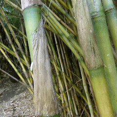 bracts on mature culms, in garden near Fordell, Whanganui.<br>Photographer: Colin C. Ogle, Date taken: 07/02/2019, Licence: <a target='_blank' href='https://creativecommons.org/licenses/by-nc/4.0'>CC BY-NC</a>. <a class='member-message' href='/nzpcn/why-join-nzpcn/' target='_blank'>Members can view a larger version of this image.</a>