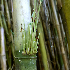 Young branchlets at node of mature culm, in garden near Fordell, Whanganui.<br>Photographer: Colin C. Ogle, Date taken: 07/02/2019, Licence: <a target='_blank' href='https://creativecommons.org/licenses/by-nc/4.0'>CC BY-NC</a>. <a class='member-message' href='/nzpcn/why-join-nzpcn/' target='_blank'>Members can view a larger version of this image.</a>