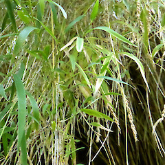 Foliage and pendent flower spikes, large clump in garden near Fordell, Whanganui.<br>Photographer: Colin C. Ogle, Date taken: 07/02/2019, Licence: <a target='_blank' href='https://creativecommons.org/licenses/by-nc/4.0'>CC BY-NC</a>. <a class='member-message' href='/nzpcn/why-join-nzpcn/' target='_blank'>Members can view a larger version of this image.</a>