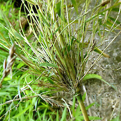 Many branchlets at culm node, in garden near Fordell, Whanganui.<br>Photographer: Colin C. Ogle, Date taken: 07/02/2019, Licence: <a target='_blank' href='https://creativecommons.org/licenses/by-nc/4.0'>CC BY-NC</a>. <a class='member-message' href='/nzpcn/why-join-nzpcn/' target='_blank'>Members can view a larger version of this image.</a>