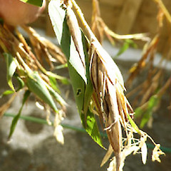 Pendent flower spikelet with anthers, on large clump in garden near Fordell, Whanganui.<br>Photographer: Colin C. Ogle, Date taken: 07/02/2019, Licence: <a target='_blank' href='https://creativecommons.org/licenses/by-nc/4.0'>CC BY-NC</a>.