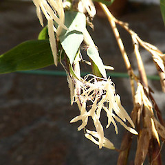 Pendent flower spikelet with anthers, on large clump in garden near Fordell, Whanganui.<br>Photographer: Colin C. Ogle, Date taken: 07/02/2019, Licence: <a target='_blank' href='https://creativecommons.org/licenses/by-nc/4.0'>CC BY-NC</a>.
