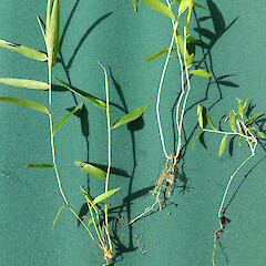 3 of numerous seedlings, self-established beside a large clump in garden near Fordell, Whanganui.<br>Photographer: Colin C. Ogle, Date taken: 07/02/2019, Licence: <a target='_blank' href='https://creativecommons.org/licenses/by-nc/4.0'>CC BY-NC</a>. <a class='member-message' href='/nzpcn/why-join-nzpcn/' target='_blank'>Members can view a larger version of this image.</a>