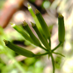 Unripe fruit; garden escape, St John’s Hill, Whanganui.<br>Photographer: Colin C. Ogle, Date taken: 12/10/2019, Licence: <a target='_blank' href='https://creativecommons.org/licenses/by-nc/4.0'>CC BY-NC</a>.