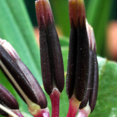 Seeds on planted specimen in garden, St John’s Hill, Whanganui.<br>Photographer: Colin C. Ogle, Date taken: 30/11/2016, Licence: <a target='_blank' href='https://creativecommons.org/licenses/by-nc/4.0'>CC BY-NC</a>.