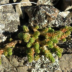 Coach Stream, Porters Pass area, 750m asl.<br>Photographer: Rowan Hindmarsh-Walls, Licence: <a target='_blank' href='https://creativecommons.org/licenses/by-nc/4.0'>CC BY-NC</a>. <a class='member-message' href='/nzpcn/why-join-nzpcn/' target='_blank'>Members can view a larger version of this image.</a>